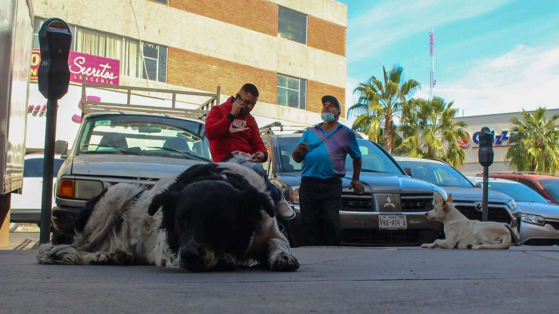 Perros callejeros - Mike Acosta (8)